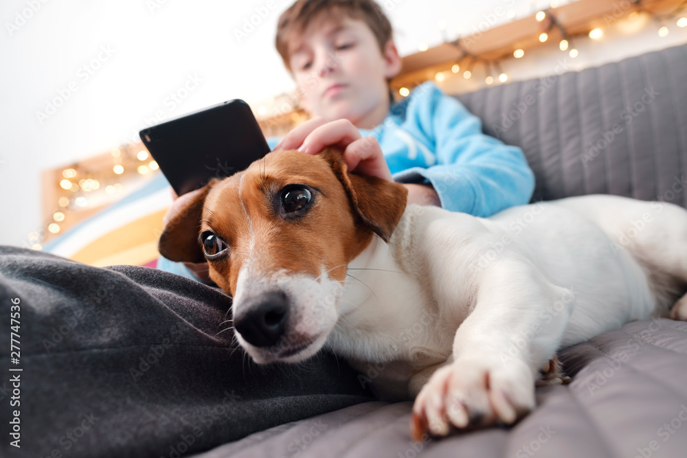Portrait of a happy boy and his dog Jack Russell Terrier breed that sit on a gray bedspread bed. The child plays on the smartphone. A pet is affectionately looking at its owner against