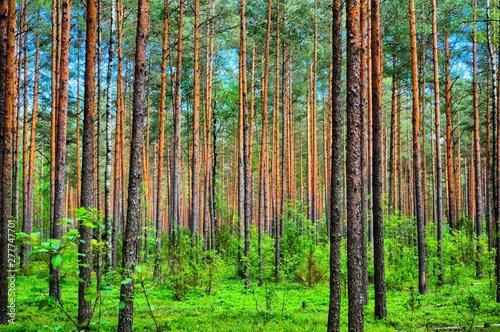 trees in the forest