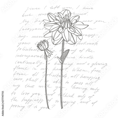 Hand-drawn ink dahlias. Floral elements. Graphic flowers illustrations. Botanical plant illustration. Handwritten abstract text. photo