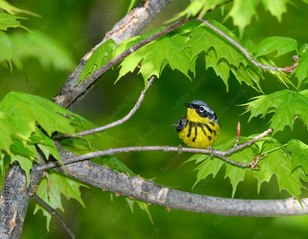 Magnolia Warbler Perched on Tree Branch in Spring Magnolia Warbler Perched on Tree Branch in Spring