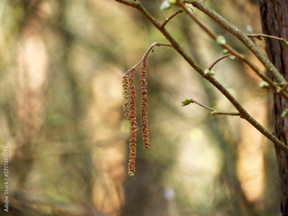 catkins in spring catkins in spring