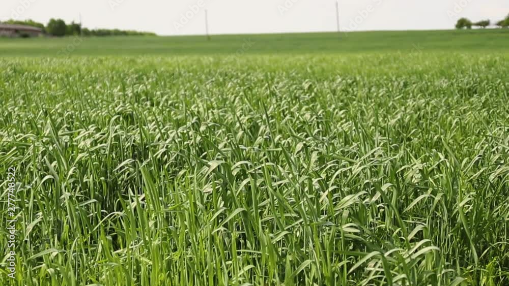 A field of grain plants moves under strong winds. A field of grain plants moves under strong winds.