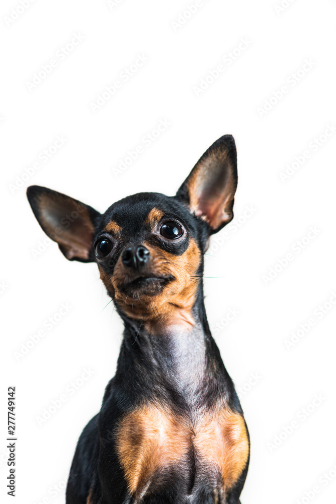 Portrait of a small dog isolated on white background. Portrait of a small dog isolated on white background.