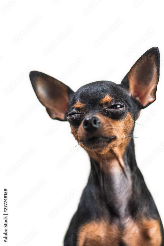 Portrait of a small dog isolated on white background. Portrait of a small dog isolated on white background.