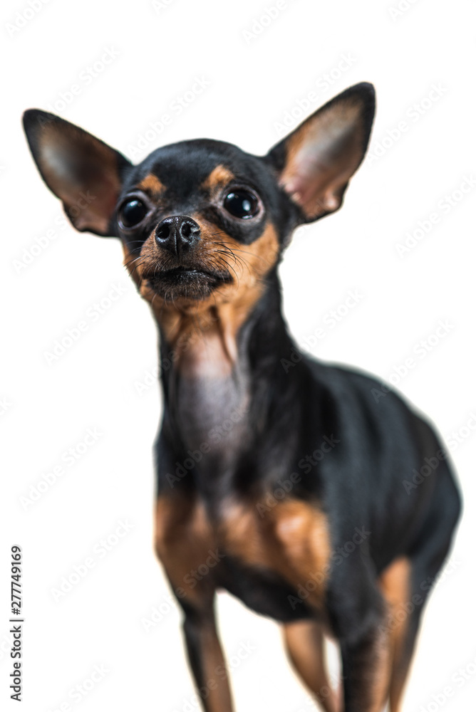 Portrait of a small dog isolated on white background. Portrait of a small dog isolated on white background.