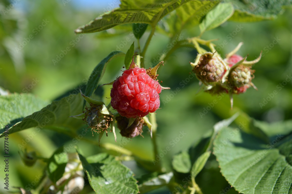 Raspberry ripe and will sing on the Bush at their summer cottage. Raspberry ripe and will sing on the Bush at their summer cottage.