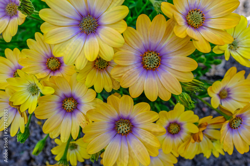 Close up shot of blue eyed ornamental daisies.