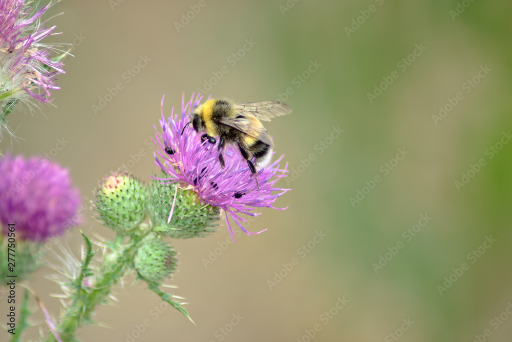 The insect on the purple flower The insect on the purple flower