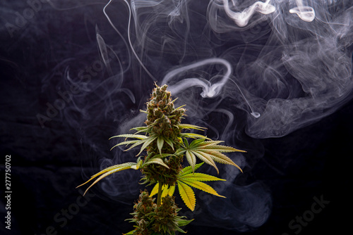 Cannabis plant in full bloom with smoke isolated over black background