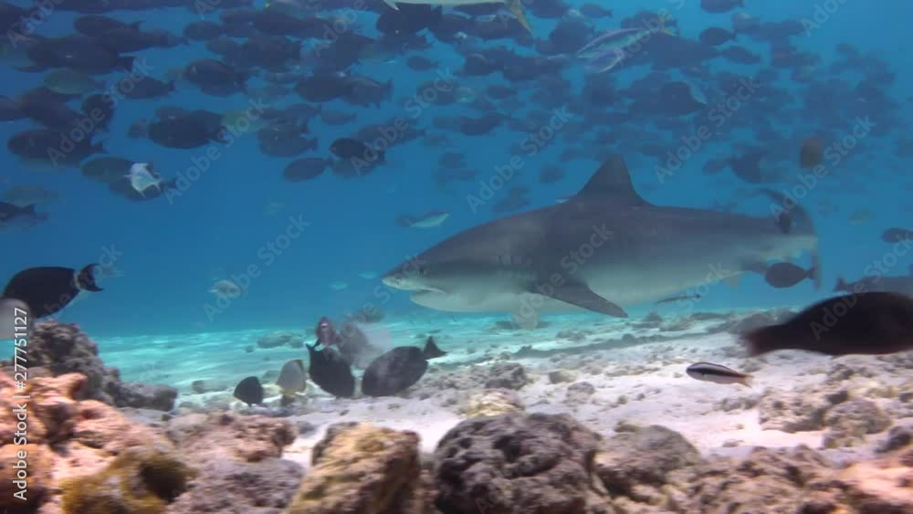 Fascinating scuba diving with tiger sharks. Fuvahmulah island. Fascinating scuba diving with tiger sharks. Fuvahmulah island.