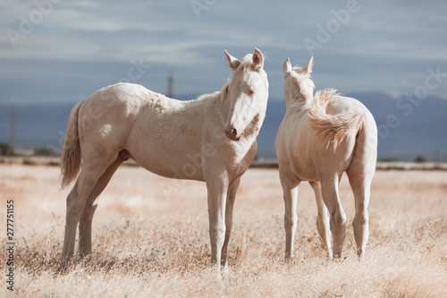 white horse family in the middle of nature © Sergio