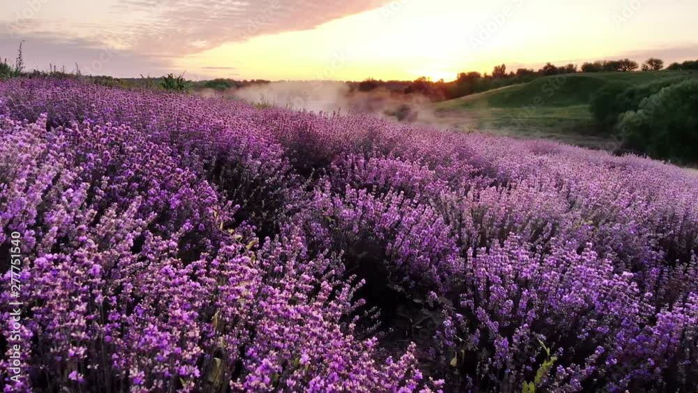 Flying over a lavender field and a beautiful little lake during the dawn. Flying over a lavender field and a beautiful little lake during the dawn.
