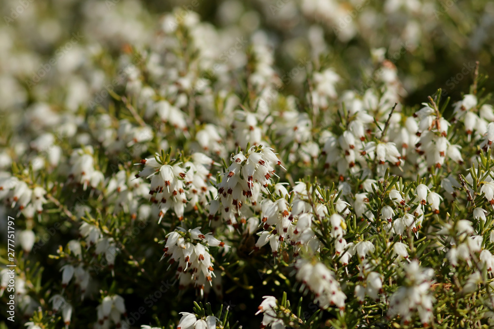 white flowers of a tree