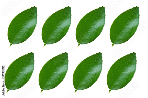 lime​ leaf​s isolated​  on​ white​ background.​ green​ leaves​ with​ white​ background.​ 