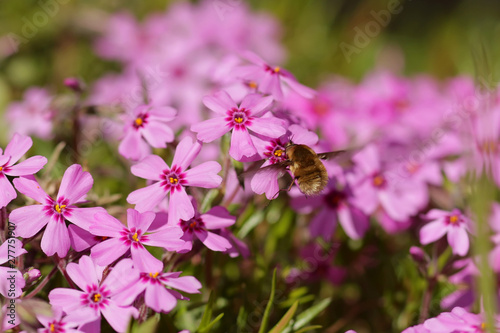 pink flowers in the garden © reznik_ov