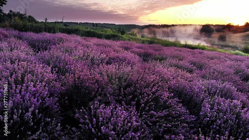 Flying over a lavender field and a beautiful little lake during the dawn.
