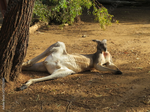 kangaroo