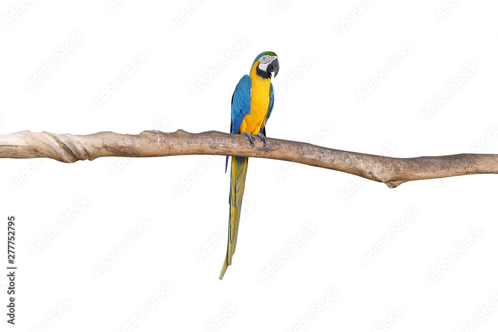 Macaw parrots stand on the branches with white background. isolated parrot. Bird. Macaw parrots stand on the branches with white background. isolated parrot. Bird.