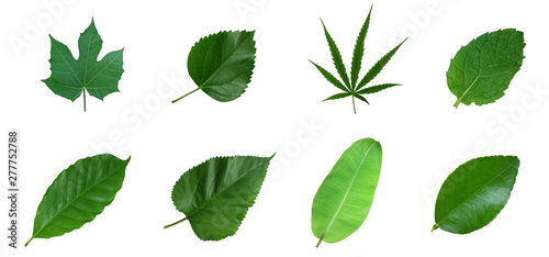 mixs​ green​ leaf​s​ isolated​ on​ white​ background.​ green​ leaves​ on​ white​ background.​  © Muanpare