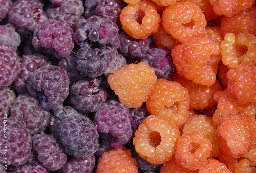 Belgian Organic Purple and Orange Raspberries Belgian Organic Purple and Orange Raspberries