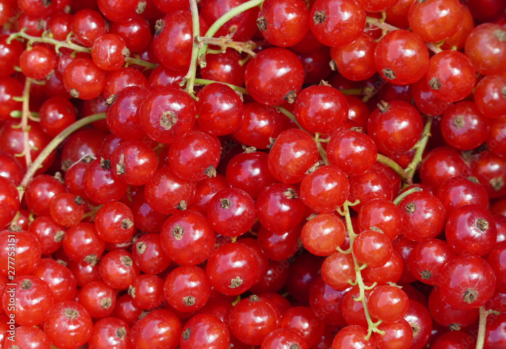 Belgian Organic Redcurrants Belgian Organic Redcurrants