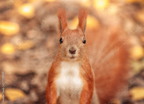squirrel in the forest in autumn. Sweet, surprised animal. Red squirrel is beautiful. Fluffy tail. Forest and nature in autumn and spring