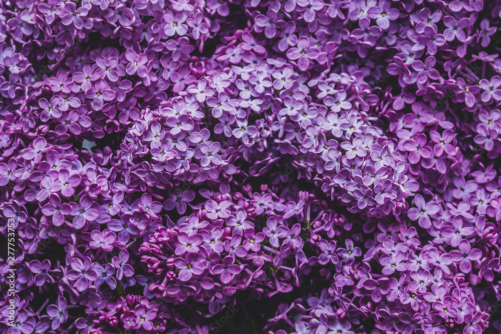 lilac lilac