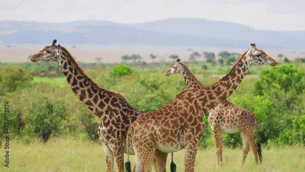 Three Masai giraffes Three Masai giraffes