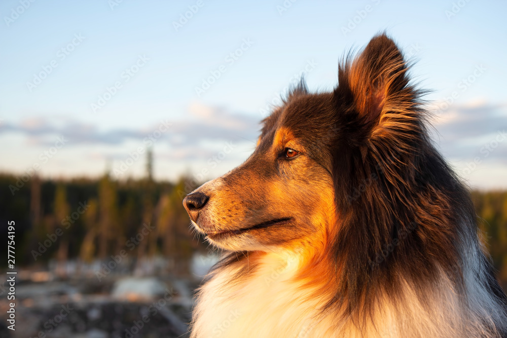 Shetland Sheepdog in Summer at Sunset Shetland Sheepdog in Summer at Sunset