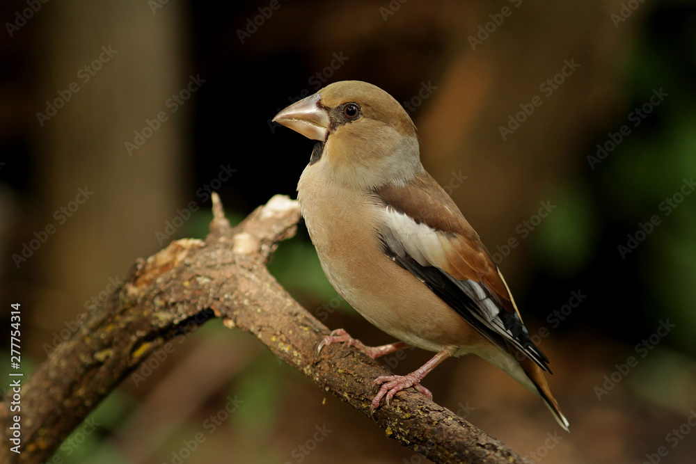 Obraz premium bird on a branch