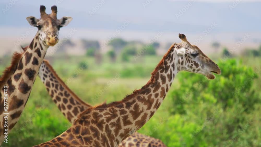 Close up view of giraffes, Africa Close up view of giraffes, Africa