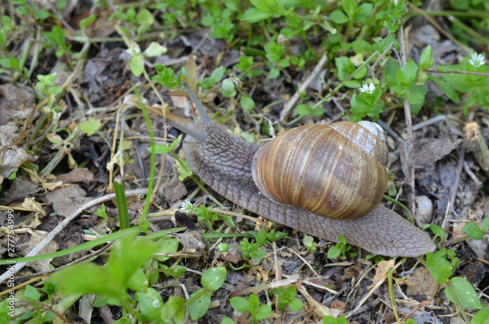 Ślimak winniczek w naturalnym środowisku w maju, Helix pomatia, Polska Ślimak winniczek w naturalnym środowisku w maju, Helix pomatia, Polska