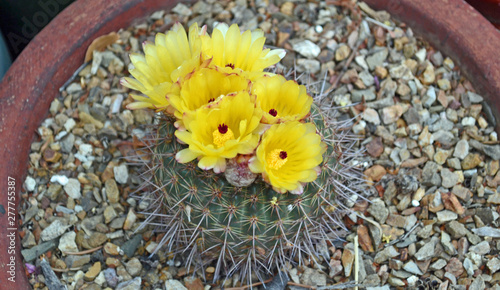 yellow flowering cactus in a pot