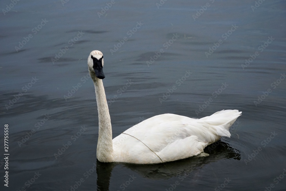 Trumpeter Swan Swimming on a Lake - Cygnus Buccinator