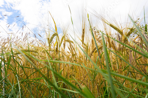 Close-Up - Wheat field against a blue sky and clouds