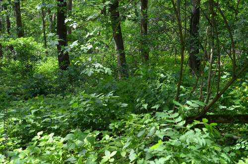 W lesie liściastym wczesną wiosną - bujna zielna roslinnosć