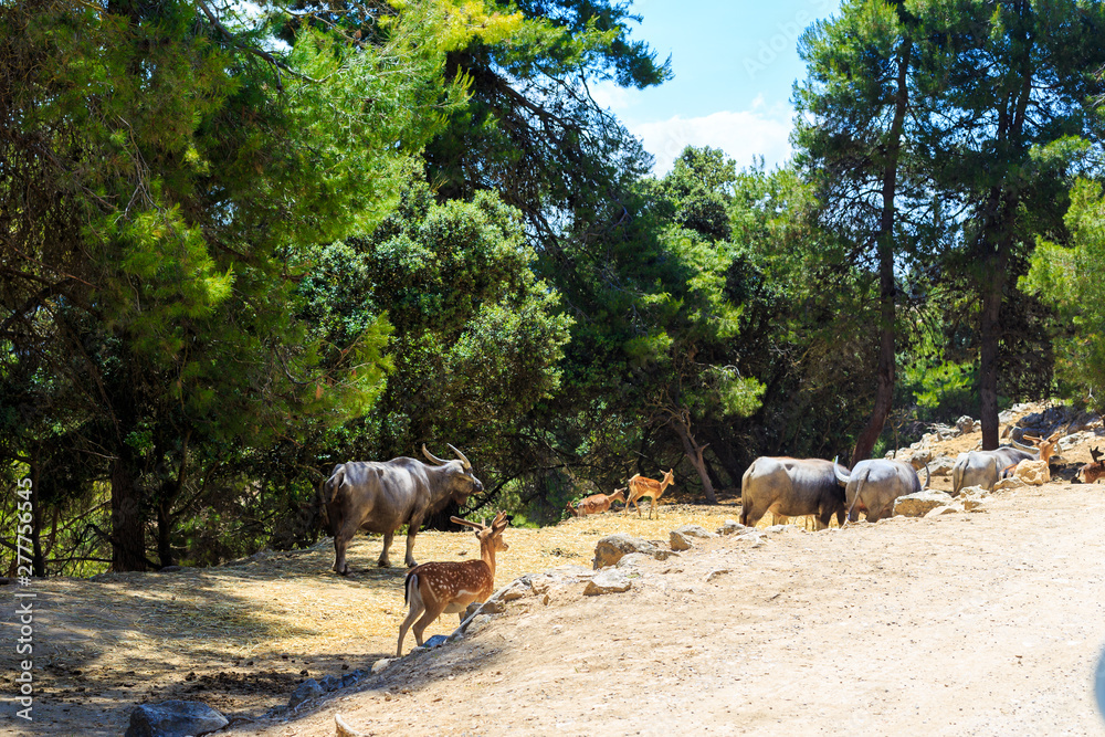 Wild animals: buffalo, elk, bison in safari park. Wild animals: buffalo, elk, bison in safari park.