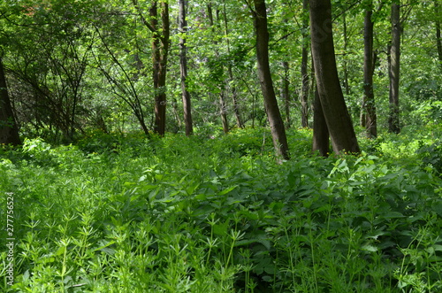Soczysta zielona rośłinność w polskim lesie liściastym, Dolny Sląsk