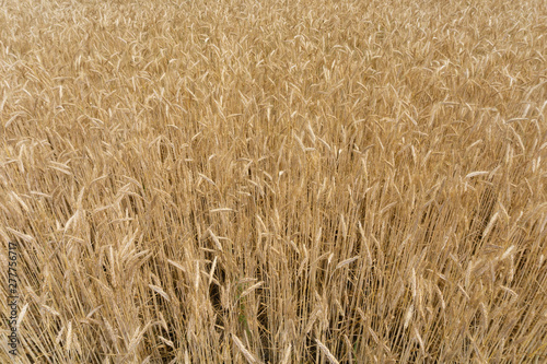 Close Up - golden Corn field - above view