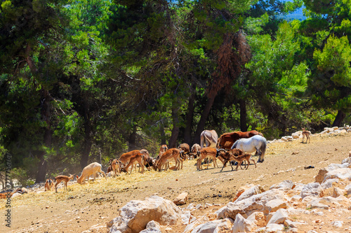 A herd of wild animals - donkeys, goats, ponies, sheep, deer, horses - graze in the vast territory of the safari park.