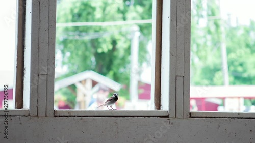 Small bird taking off from barn window slow motion