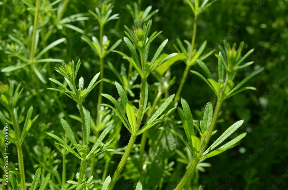 Przytulia czepna, dorodne pędy, Galium aparine Przytulia czepna, dorodne pędy, Galium aparine