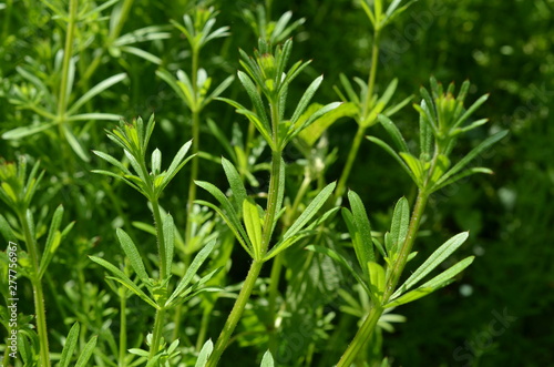 Obraz na płótnie Przytulia czepna, dorodne pędy, Galium aparine w salonie