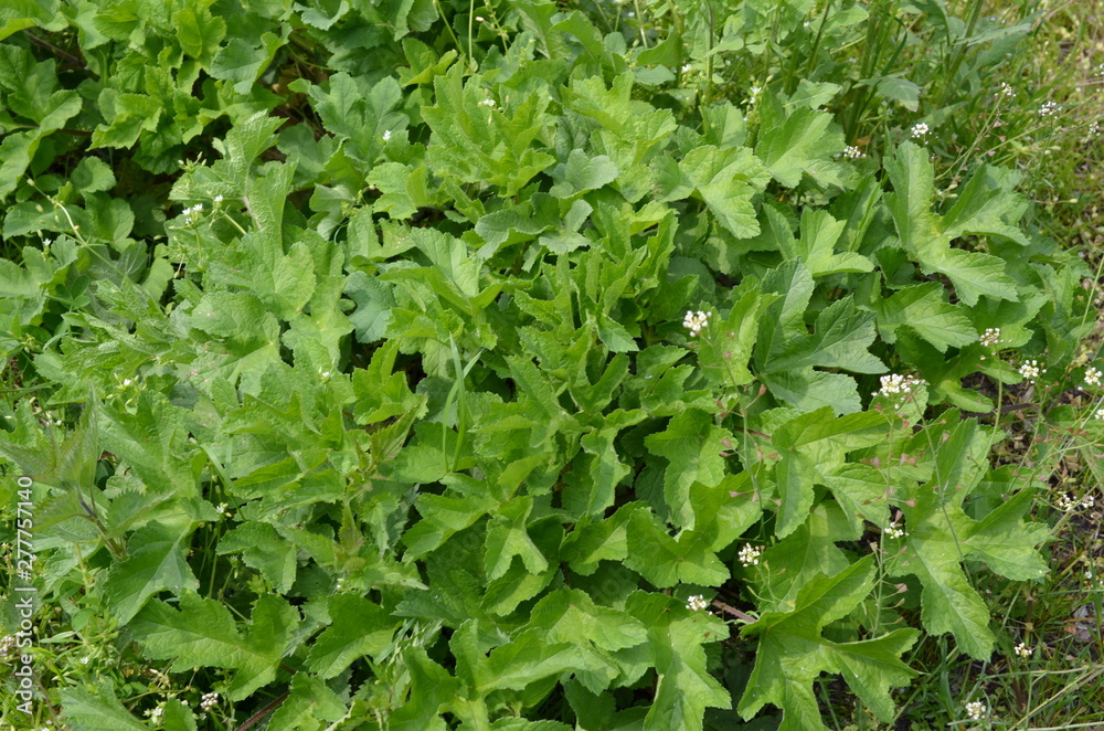 Gestwina zieleni, liście barszczu zwyczajnego na pierwszym planie, Heracleum sphondylium Gestwina zieleni, liście barszczu zwyczajnego na pierwszym planie, Heracleum sphondylium