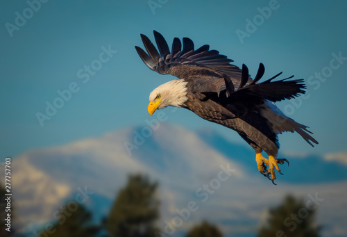 American bald eagle soaring against blue Colorado sky photo