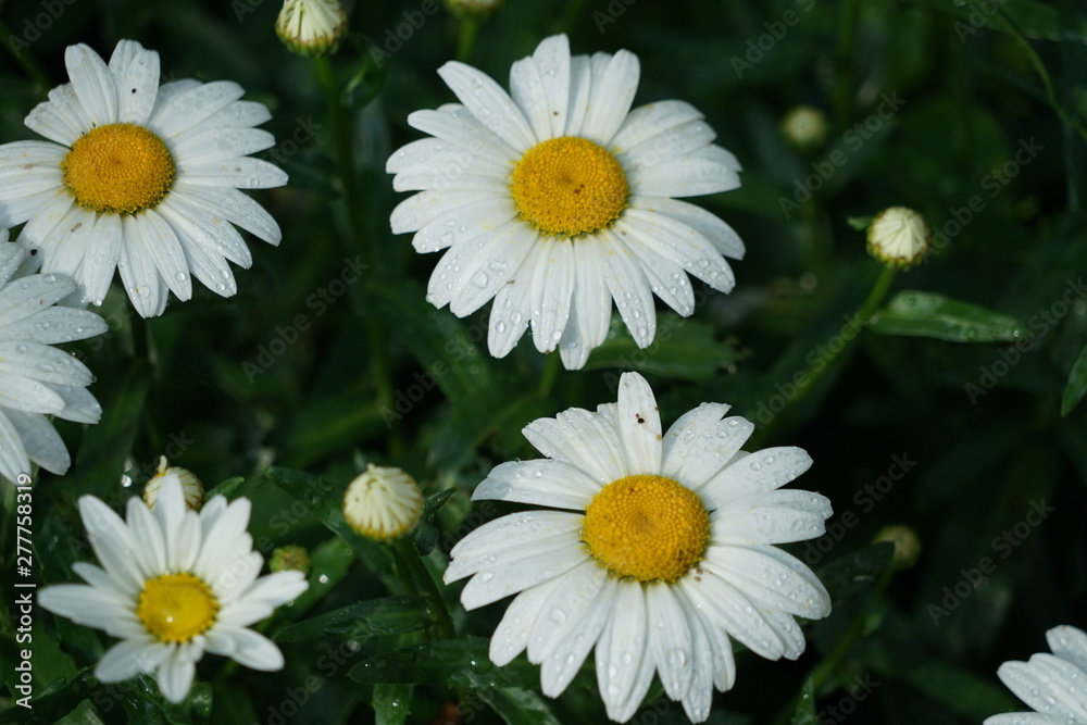 Fototapeta premium White Daisy Flowers in Garden