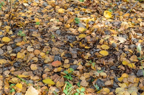 autumn leaves on the ground