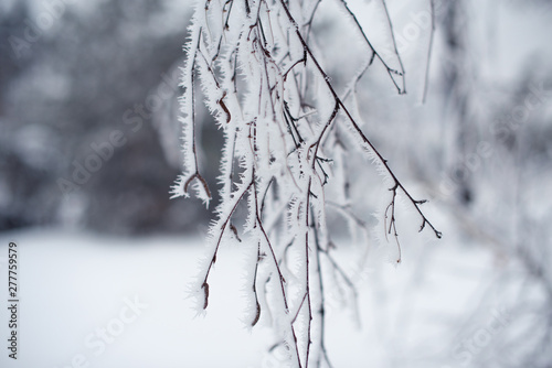 Snow-covered tree branch with frost at park, cold tonned