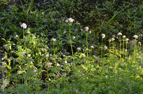 Kozłek lekarski, waleriana, kwitnące rośliny w naturalnym środowisku, Valeriana officinalis