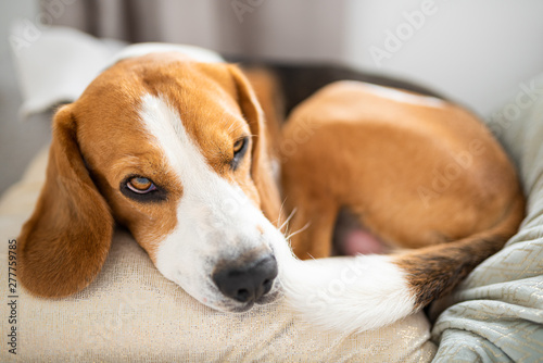 Fototapeta Naklejka Na Ścianę i Meble -  Cute Beagle dog relaxing on the sofa on cushions